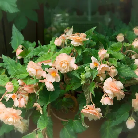 Fruehstuecks Zum Postillion 2* Klingenthal