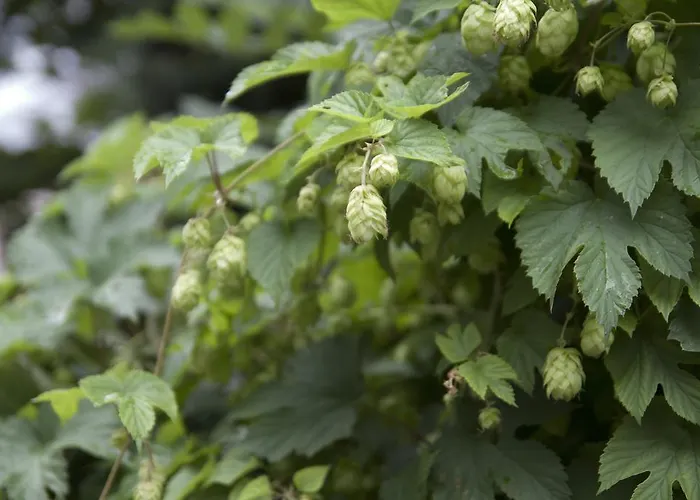 酒店 Fruehstuecks Zum Postillion